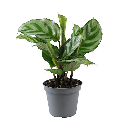 <h4>CALATHEA ROSEOPICTA  P6 FREDDIE</h4>