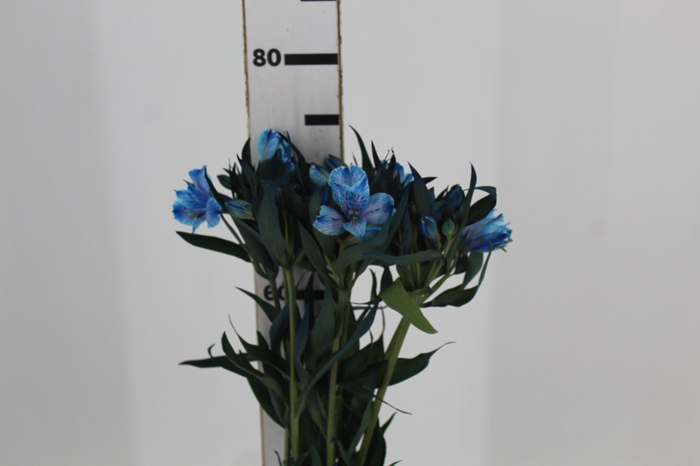 <h4>ALSTROEMERIA NATURAL TINTURADA AZUL</h4>