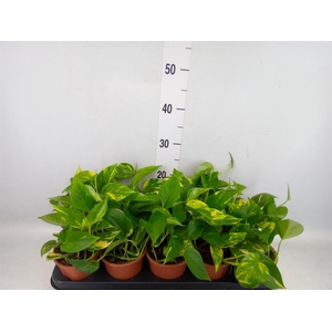 Epipremnum pinn. 'Aureum'