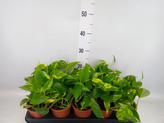 <h4>Epipremnum pinn. 'Aureum'</h4>