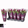 Cel Deep Purple