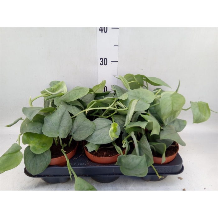 <h4>Epipremnum   ...</h4>