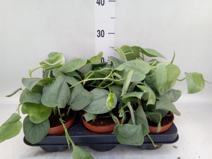 <h4>Epipremnum   ...</h4>