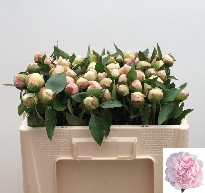 <h4>Paeo L Alertie</h4>