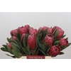 Protea Red Ice