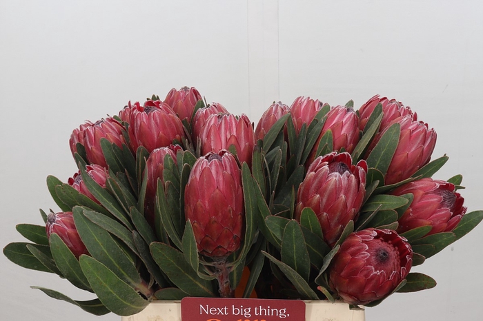 Protea Red Ice