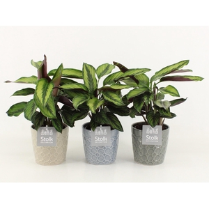 Calathea Pinstripe in Gaia keramiek
