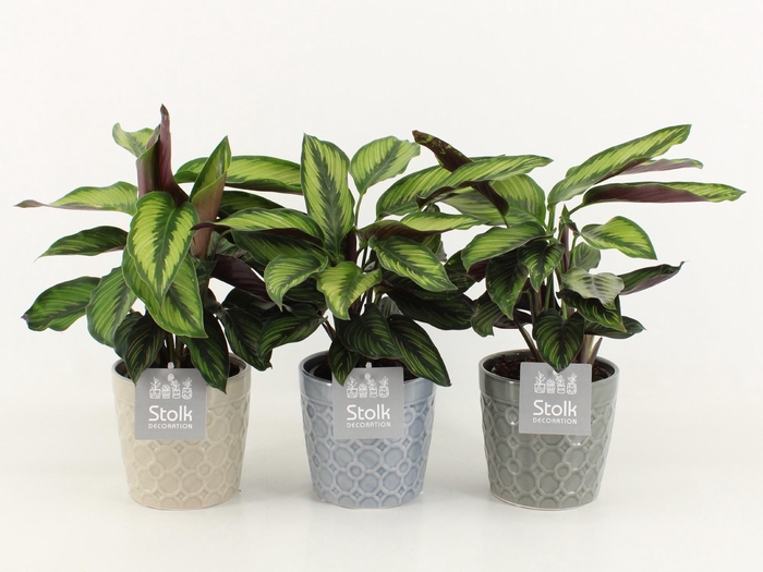 <h4>Calathea Pinstripe in Gaia keramiek</h4>