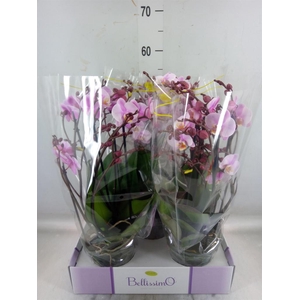 Phalaenopsis multi.   ...rose