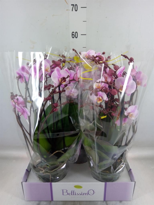 <h4>Phalaenopsis multi.   ...rose</h4>
