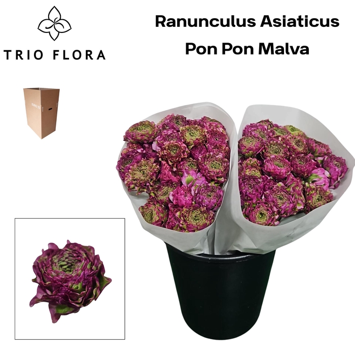 <h4>RAN PON PON MALVA Aqua Box 60</h4>