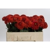 Dahlia Orange Fox
