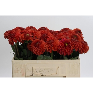 Dahlia Orange Fox