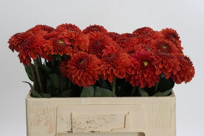 <h4>Dahlia Orange Fox</h4>