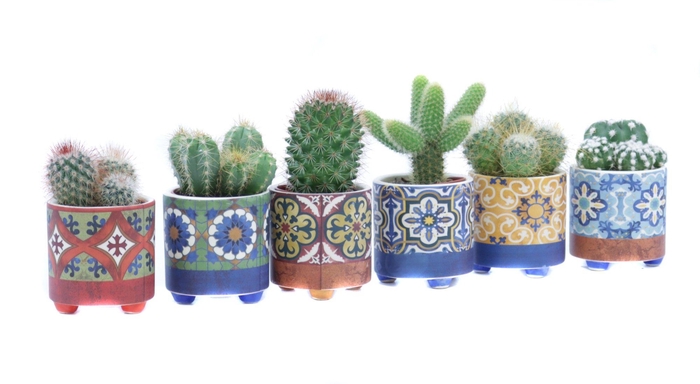 <h4>Cactus 5,5 cm in agadir sierpot</h4>