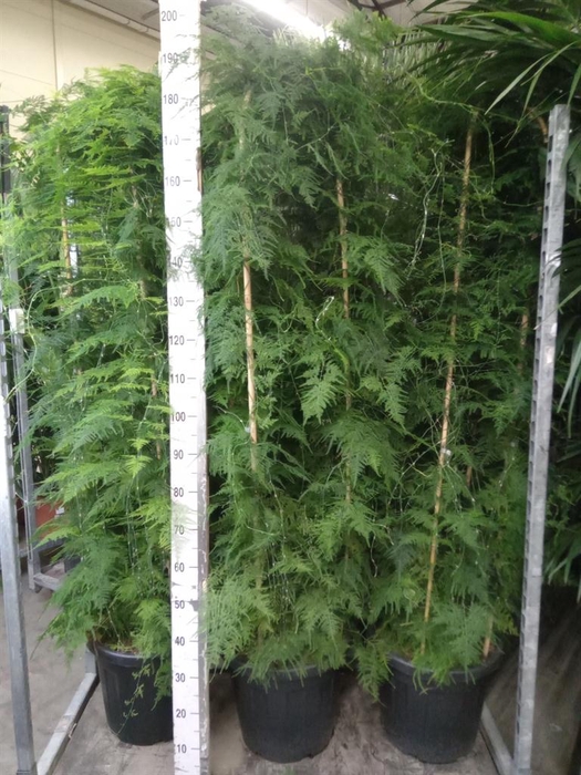 <h4>Asparagus   ...</h4>