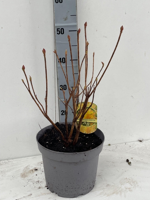 <h4>RHOD MO GOLD SUNSET</h4>