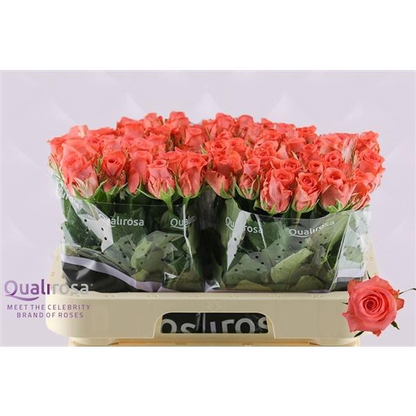 <h4>R Gr Sankara</h4>