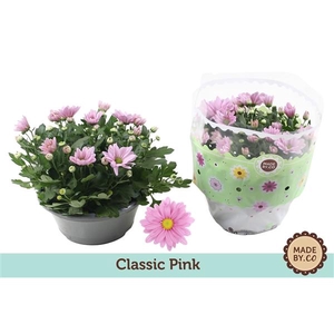 Chrysanthemum (Indicum Grp) Giro Time