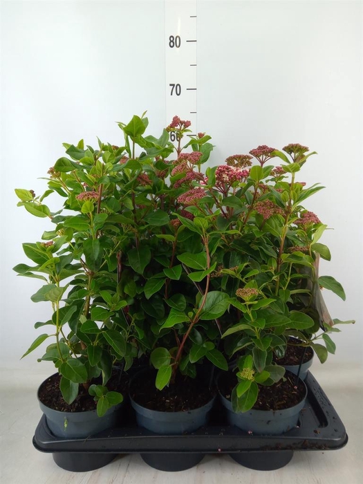 <h4>Viburnum tinus</h4>