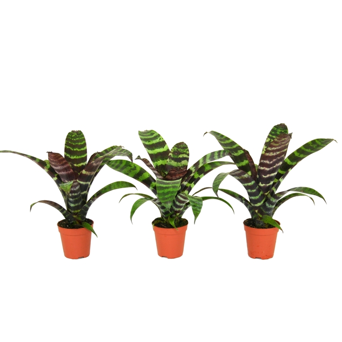 <h4>Forrest - Vriesea Era - Blad</h4>