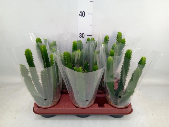 <h4>Euphorbia   ...</h4>