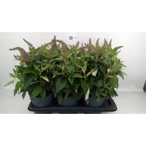 Buddleja davidii 'Butterf C Pink'