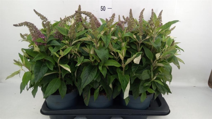 <h4>Buddleja davidii 'Butterf C Pink'</h4>