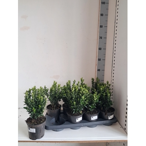 EUONYMUS JA GR SPIRE