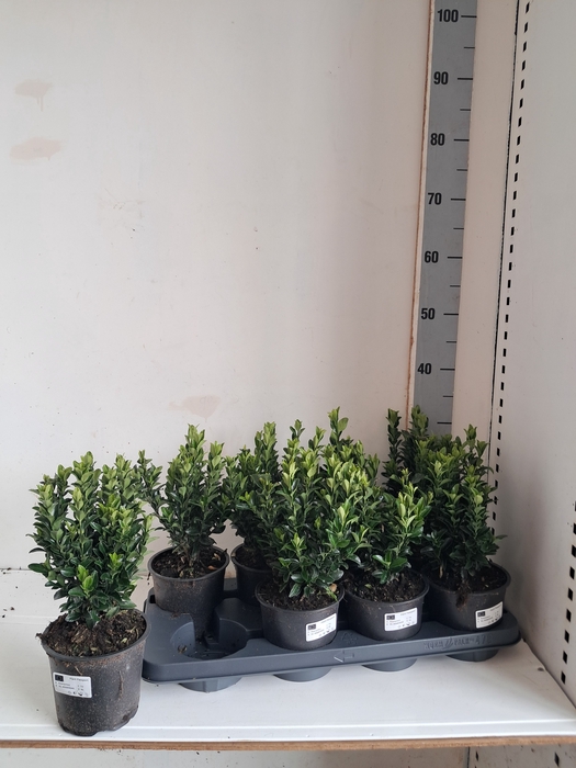 <h4>EUONYMUS JA GR SPIRE</h4>