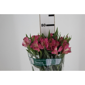 ALSTROEMERIA PAMELA 080 CM