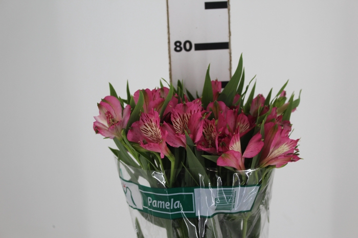 <h4>ALSTROEMERIA PAMELA 080 CM</h4>
