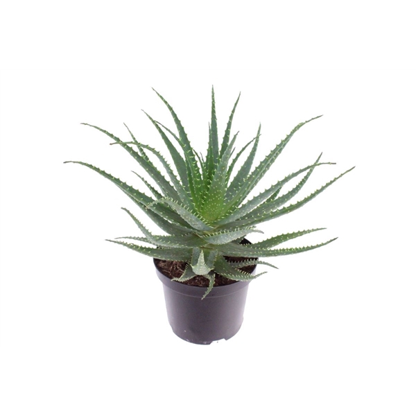 <h4>Aloe arborescens</h4>