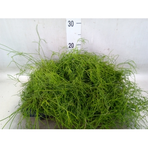 Rhipsalis cassutha