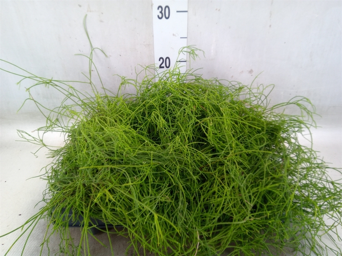 <h4>Rhipsalis cassutha</h4>