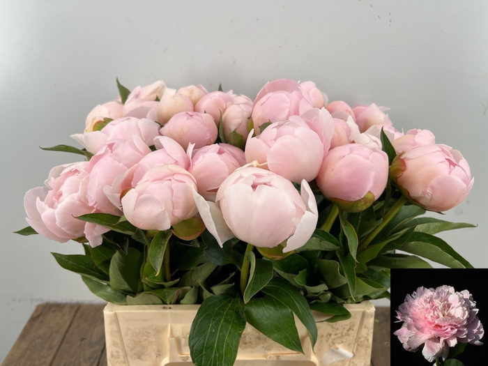 <h4>PAEO L NOEMI DEMAY</h4>