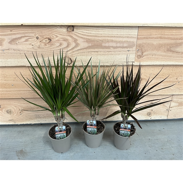 Dracaena marginata mix