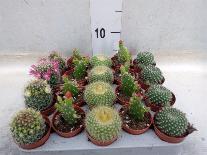 <h4>Cactus   ...flowering mix</h4>