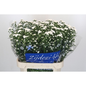 Aster Cassy