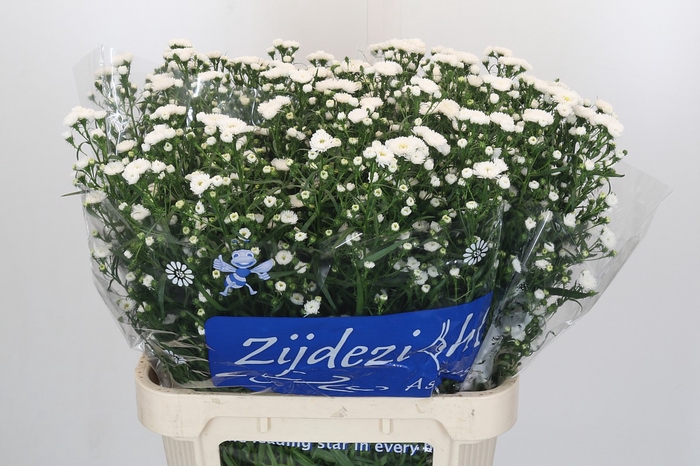 Aster Cassy