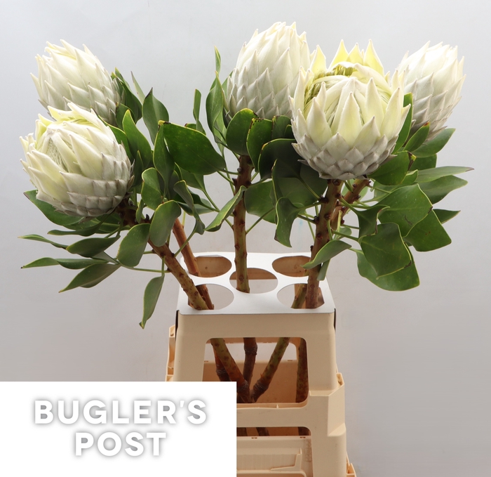 <h4>Protea cynaroides Ayoba Arctic Ice</h4>