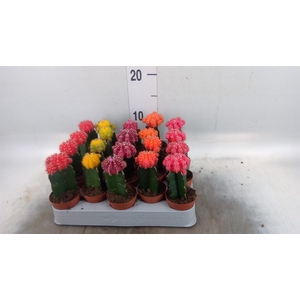Gymnocalycium mihanov. 'Japan'  mix
