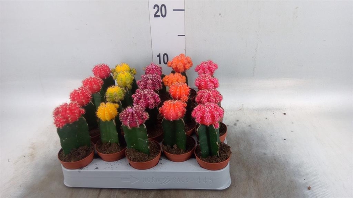 <h4>Gymnocalycium mihanov. 'Japan'  mix</h4>