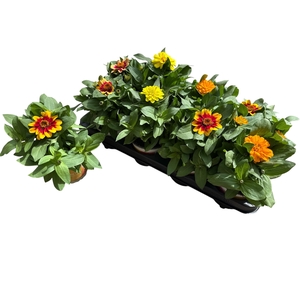 ZINNIA GEM