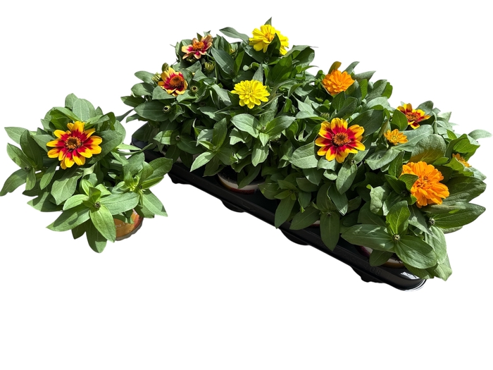 <h4>ZINNIA GEM</h4>