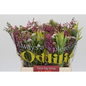 BQ Kaaps Groen Mountain Mix