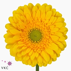 <h4>Gerbera diamond submarine</h4>