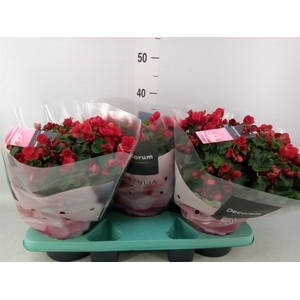 Begonia elat. HL 'Betulia'