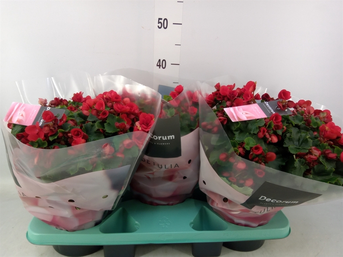 <h4>Begonia elat. HL 'Betulia'</h4>