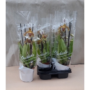 PAPH OV